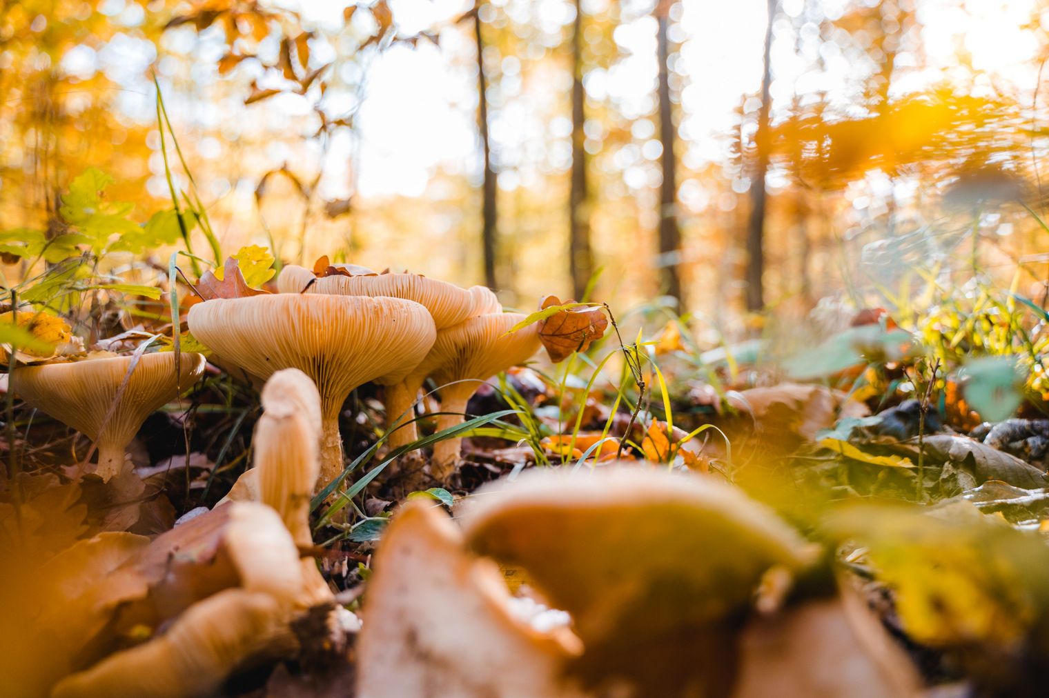 Nahaufnahme von Pilzen im Wald
